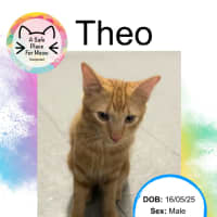 Photo of Theodore