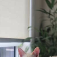 Photo of Bluey