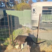 Photo of Sky The Greyhound 