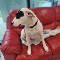 Photo of Pepper