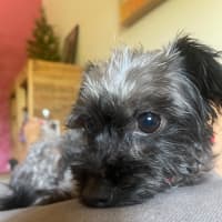 Photo of Lola   2.5 Year Old Australian Silky Terrier X