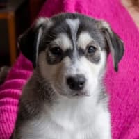 Photo of Arya