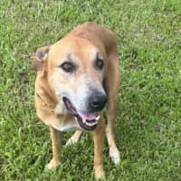Photo of Delilah