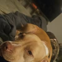 Photo of Luna