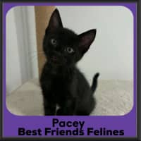 Photo of Pacey