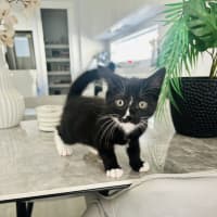 Photo of Xena
