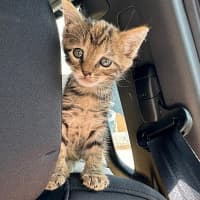 Photo of Queen Cleocatra