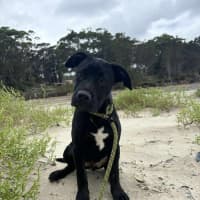 Photo of Stitch
