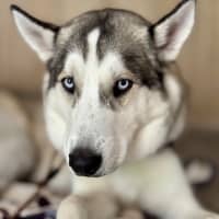 Photo of Halo   22 Month Old Husky