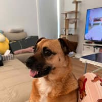 Photo of Evey   8 Year Old Pug X Jack Russell