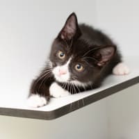 Photo of Jingle Bell