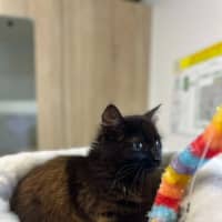 Photo of 🌱 Petunia 5628 🌱