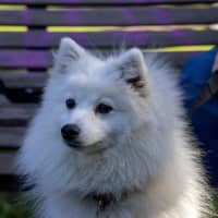 Photo of Tsuki