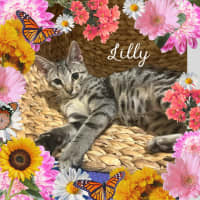 Photo of Lilly The Social Butterfly