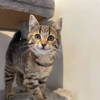 Photo of Nina   Located In Kensington