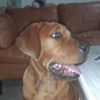 Photo of Bella