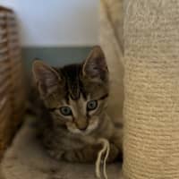 Photo of String Bean