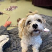 Photo of Caesar