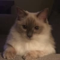 Photo of Icycle (Iza)
