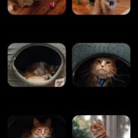 Photo of Louie & Jewie   5 Year Old Domestic Short Hair