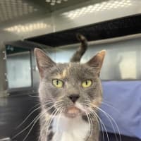 Photo of Marmalade