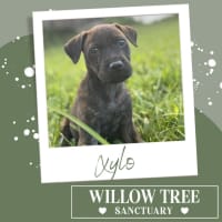 Photo of Xylo