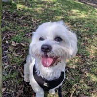Photo of Celine   10 Month Old Maltese X Shih Tzu (Trial)