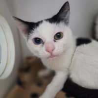Photo of Pippin