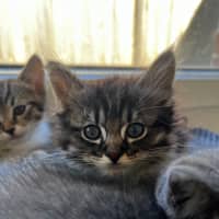 Photo of Phoenix