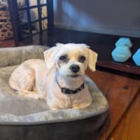 Photo of Snowball (Snowy) Dumont