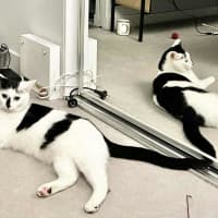 Photo of Moo Moo