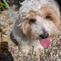 Photo of Scott Speedman