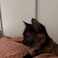 Photo of Tilly