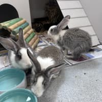 Photo of David (Bonded To Lincoln 