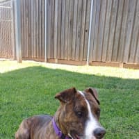 Photo of Rosie