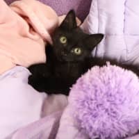 Photo of Bisque
