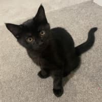 Photo of Boofa! 
