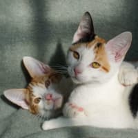 Photo of Berlioz And Aurora