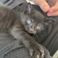 Photo of C1361 Hazel