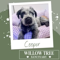 Photo of Cooper