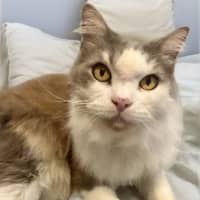 Photo of Knucker & Moley