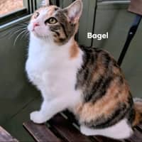 Photo of Bagel