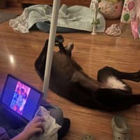 Photo of Sakura, The Greyound