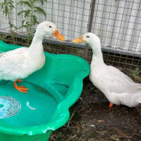 Photo of Huey & Dewey