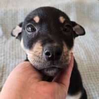 Photo of Kermit The Frog