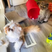 Photo of 🧡Artemis & Lula💙