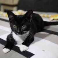 Photo of Frankenstein