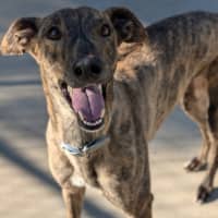 Photo of American Angel 