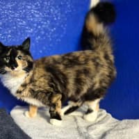 Photo of Bumble