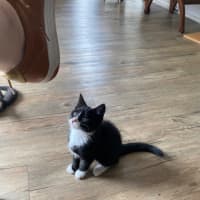 Photo of Cinderella Meet Me At Pet Stock Chelsea